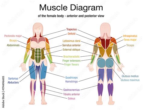 Muscle diagram of the female body with accurate description of the most ...