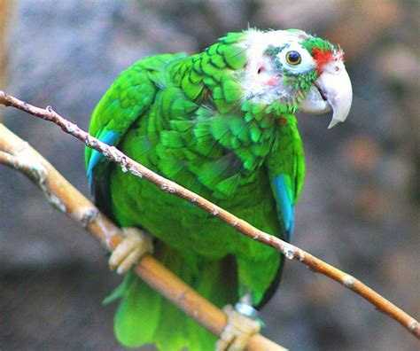 Puerto Rican Parrot - Small Mammal & Reptile House - ZooChat