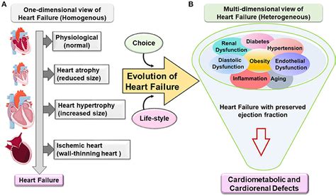 Frontiers | Heart Failure Syndrome With Preserved Ejection Fraction Is a Metabolic Cluster of ...