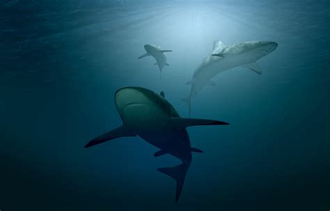 Underwater world, Sharks, HD Wallpaper | Rare Gallery