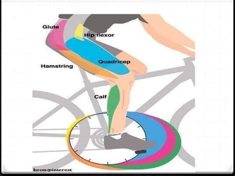 Biomechanics of cycling