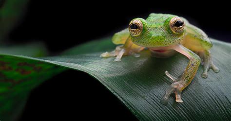 glass frog Amazon forest Photograph by Dirk Ercken - Fine Art America