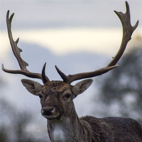 Why Do Deer Grow Antlers? – North American Nature