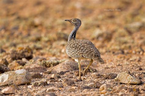 Houbara Bustards | Focusing on Wildlife