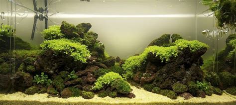 lava stone aquascape - Google Search | Aquascape, Aquascape aquarium, Aquarium