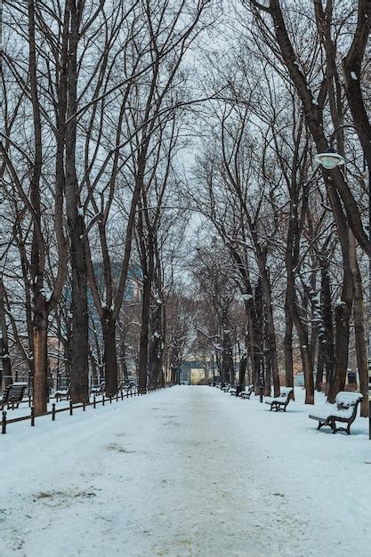 Premium Photo | City park path in winter