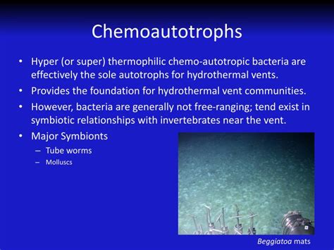 PPT - Hydrothermal Vents I: Chemoautotrophs PowerPoint Presentation - ID:1539616