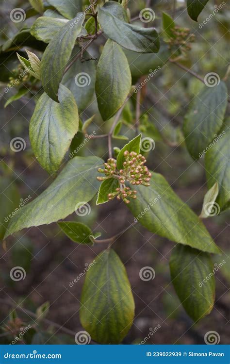 Viburnum Carlesii Shrub in Bloom Stock Image - Image of flowerbed, leaf ...