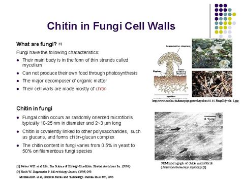 Literature Review Chitin and Chitosan From Nature to