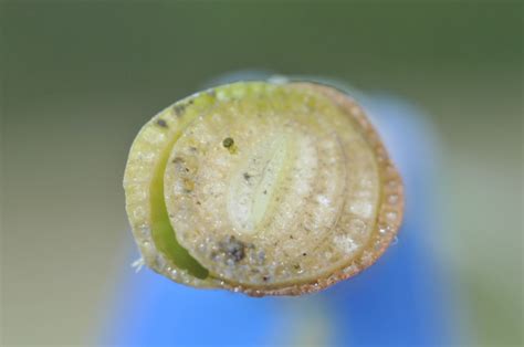 Bearing Witness: Wetland Plant Adaptations: Aerenchyma