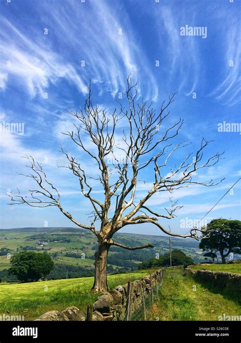 Spindly tree hi-res stock photography and images - Alamy