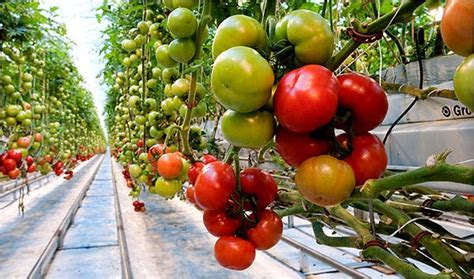 Giant Greenhouses Mean Flavorful Tomatoes All Year - The New York Times