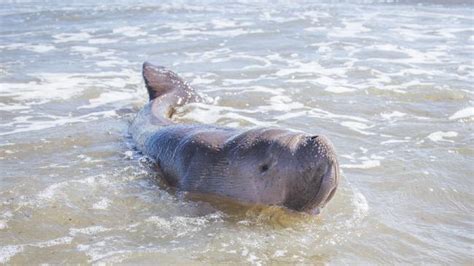 Orphaned baby dugong rescued but had 'nowhere to go' | Gympie Times