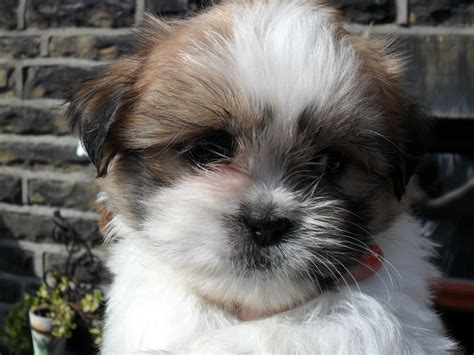 MALTESE/SHIH TZU PUPPIES FOR SALE | Bingley, West Yorkshire | Pets4Homes