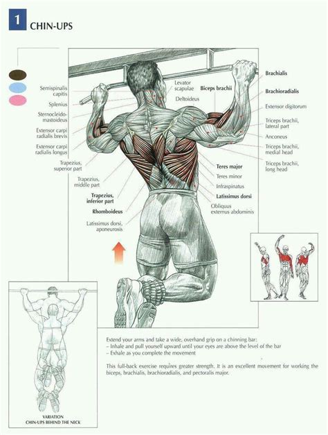 Chin ups and what muscles it benefits | Fitnessübungen, Fitnessraum ...