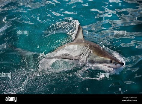 South Africa, False Bay, Shark cage diving, Great White Shark ...