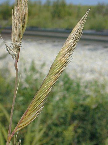 Prairie Cordgrass (Spartina pectinata)