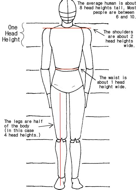 Body Proportions Tutorial by crazy-fae on DeviantArt