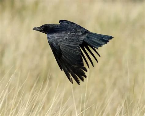 Carrion Crow - Facts, Diet, Habitat & Pictures on Animalia.bio