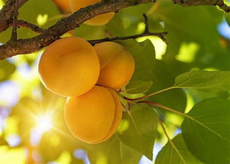 How Hardy Are Apricot Trees: Apricot Tree Varieties For Zone 4 Gardens | Apricot tree, Planting ...