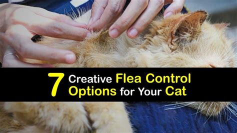 Treating a Flea Infestation on Your Cat - Cat Flea Control