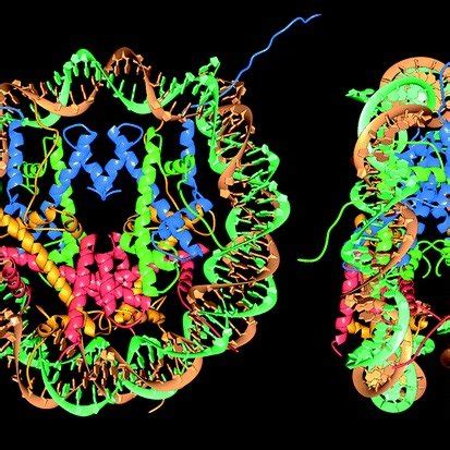 (PDF) Luger, K., Mader, A.W., Richmond, R.K., Sargent, D.F. & Richmond, T.J. Crystal structure ...