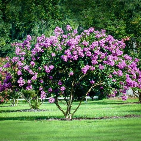 Catawba Crape Myrtle | The Tree Center™