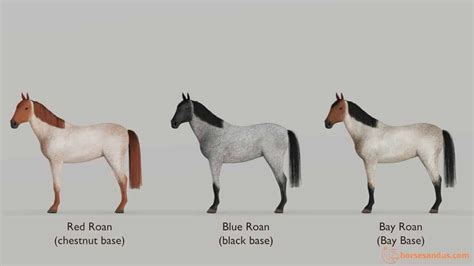 What Is A Roan Horse? Compare to other Roaning Patterns | Horses, Blue roan horse, Horse coloring