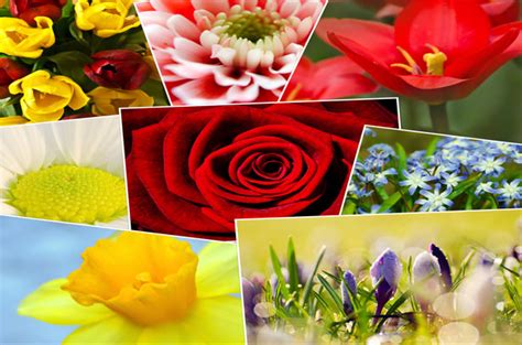 Flower Collage Free Stock Photo - Public Domain Pictures