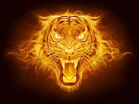 Fire Tiger Wallpaper Hd