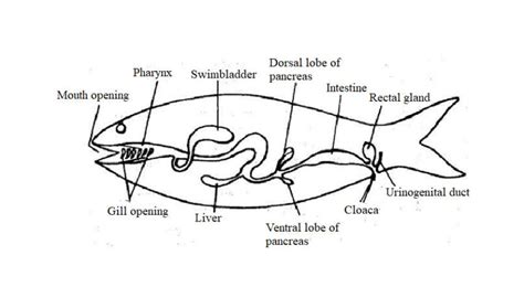 Digestive System of Fishes | Biology EduCare