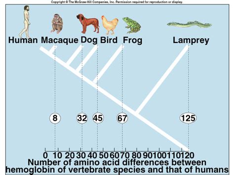 Theory of Evolution – Biology EOC Review