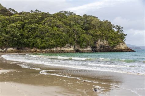 Cooks Beach at Purangi in New Zealand Stock Image - Image of cooks ...