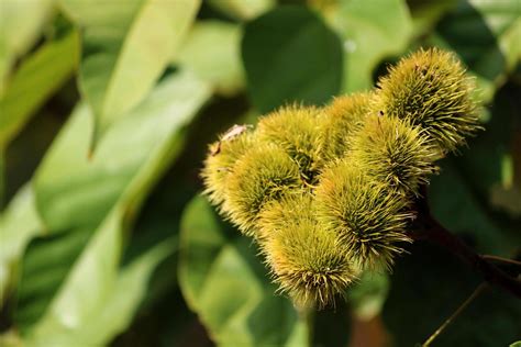 Bixa Orellana Green Seed Pods, Almatti 16276808 Stock Photo at Vecteezy