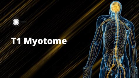 T1 Myotome - Myotome Testing - Performancepractic TV