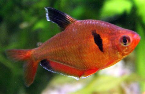 Jenis Ikan Tetra paling Populer Di Indonesia | LovedFish