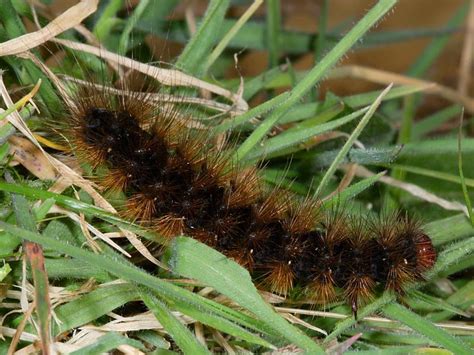 Identifying Hairy Caterpillars | Wildlife Insight