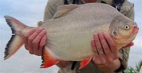 Red-bellied pacu (Piaractus brachyomus)