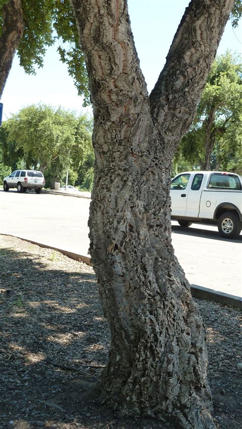 Cork Tree...