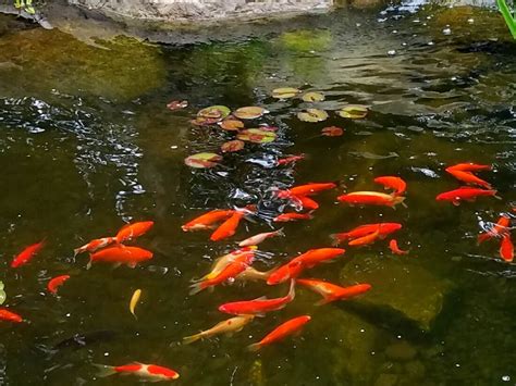 2m x 2m Goldfish Pond Kit | Pond Construction - Water Garden UK