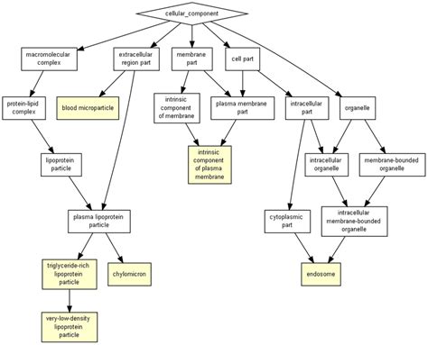 Directed Acyclic Graph (DAG) visualization for cellular component terms | Download Scientific ...