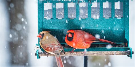 The Do’s and Don’ts of Bird Feeding in Winter | Platt Hill Nursery ...