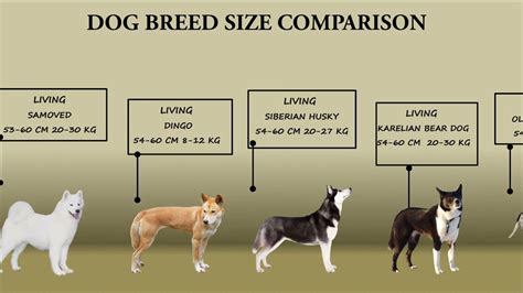 Dog Breed Size Comparison Chart