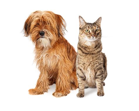 Shaggy Dog and Tabby Cat Sitting Together Photograph by Good Focused - Pixels