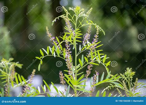 Botanical Collection of Medicinal and Edible Plants and Herbs ...