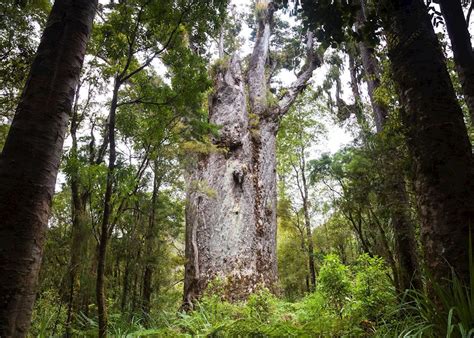 Waipoua Forest at Twilight, New Zealand | Audley Travel US