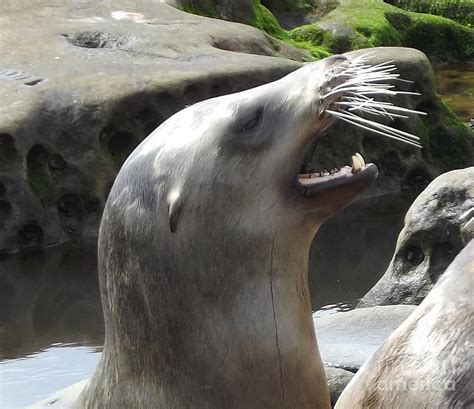 California Sea Lion Teeth