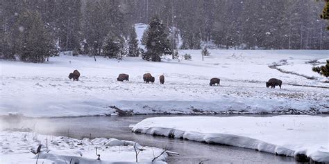 yellowstone-winter-vacation | Mark File