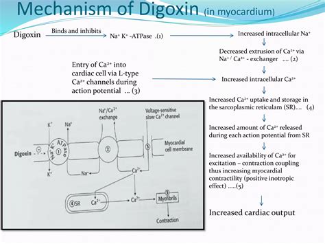 Mechanism of action of digoxin in congestive heart failure | PPT