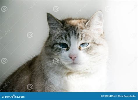 Gray cat with blue eyes. stock photo. Image of eyes - 298654996